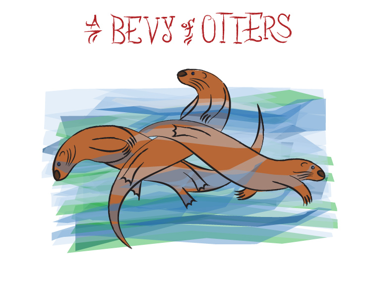 Ian Rogers - a bevy of Otters