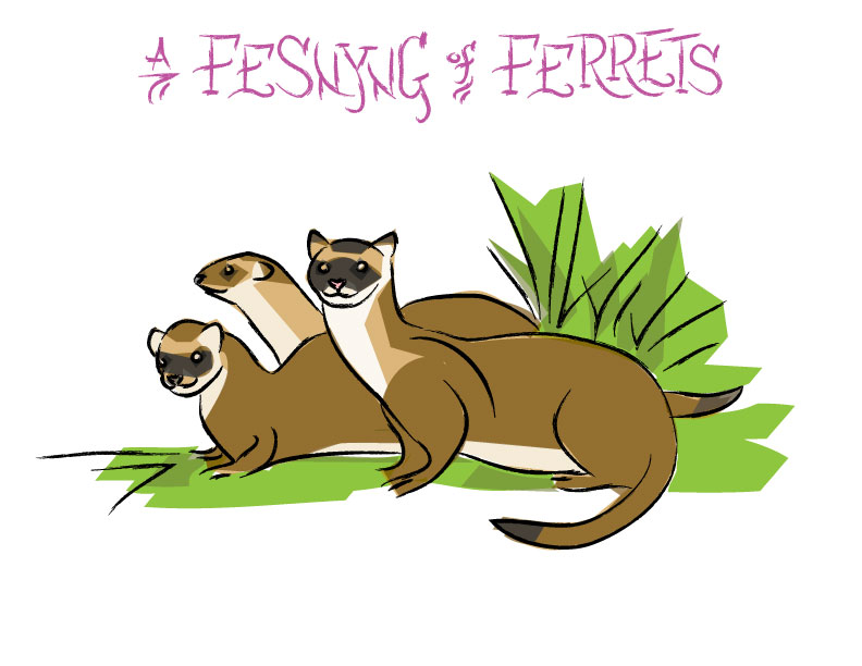 Ian Rogers - a Fesnyng of Ferrets Ian Rogers - a Fesnyng of Ferrets
