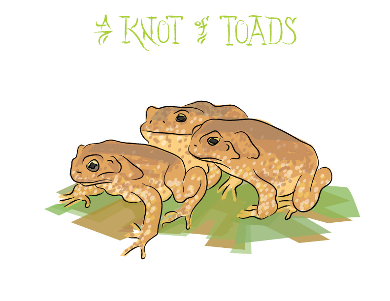 Ian Rogers - a Knot of Toads Ian Rogers - a Knot of Toads