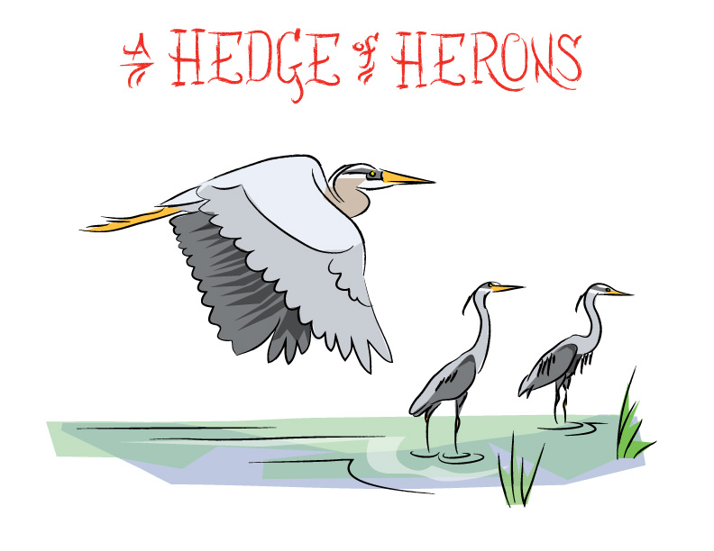Ian Rogers - a Hedge of Herons Ian Rogers - a Hedge of Herons